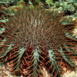 Chinese_Scientists_Combat_Coral_Threat_in_South_China_Sea video poster