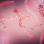 Chinese_Scientists_Uncover_Key_Ebola_Mutation_Driving_2018_2020_Outbreak