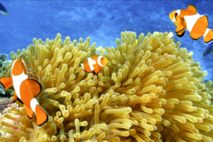 Clownfish_Thrive_in_South_China_Sea_s_Coral_Havens video poster