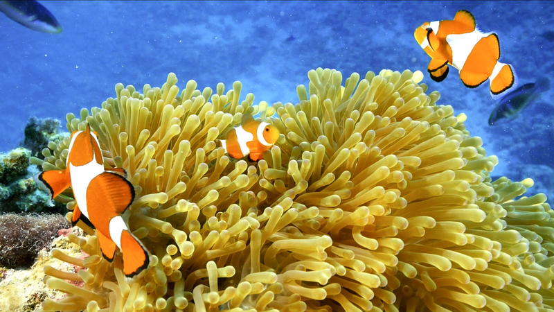 Clownfish_Thrive_in_South_China_Sea_s_Coral_Havens video poster