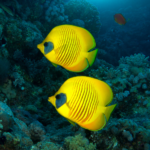 Coral_Reefs_Dictate_Daily_Microbial_Rhythms_in_Oceans__Study_Reveals