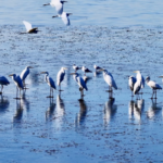 Egrets_Return_to_Zhangze_Lake_After_Decades_of_Ecological_Revival_poster - Khabar Asia Egrets_Return_to_Zhangze_Lake_After_Decades_of_Ecological_Revival video poster