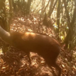 Endangered_Forest_Musk_Deer_Spotted_in_Chongqing_for_First_Time video poster
