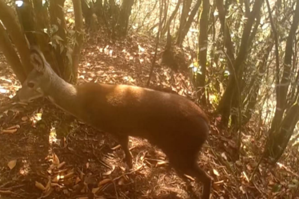 Endangered_Forest_Musk_Deer_Spotted_in_Chongqing_for_First_Time video poster