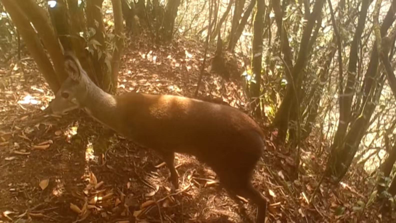 Endangered_Forest_Musk_Deer_Spotted_in_Chongqing_for_First_Time video poster