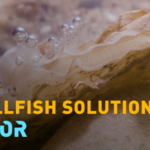 Europe_s_Oyster_Revival__A_Blueprint_for_Coastal_Restoration video poster