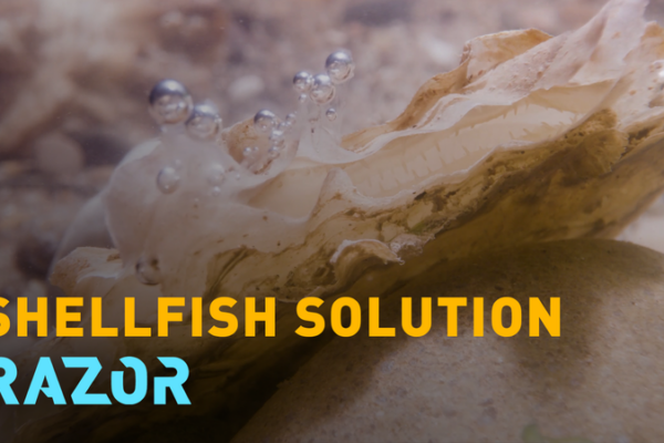 Europe_s_Oyster_Revival__A_Blueprint_for_Coastal_Restoration video poster