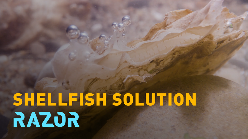 Europe_s_Oyster_Revival__A_Blueprint_for_Coastal_Restoration video poster