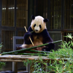 Fuzhou_Panda_World_Reopens_with_New_Arrivals__Join_the_Virtual_Tour video poster