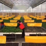 Gen_Z_Revolutionizes_Farming_in_Rural_China_With_Smart_Agriculture