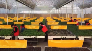 Gen_Z_Revolutionizes_Farming_in_Rural_China_With_Smart_Agriculture