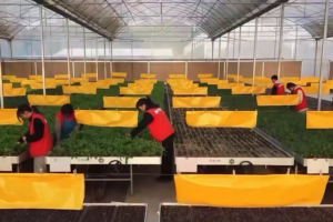 Gen_Z_Revolutionizes_Farming_in_Rural_China_With_Smart_Agriculture