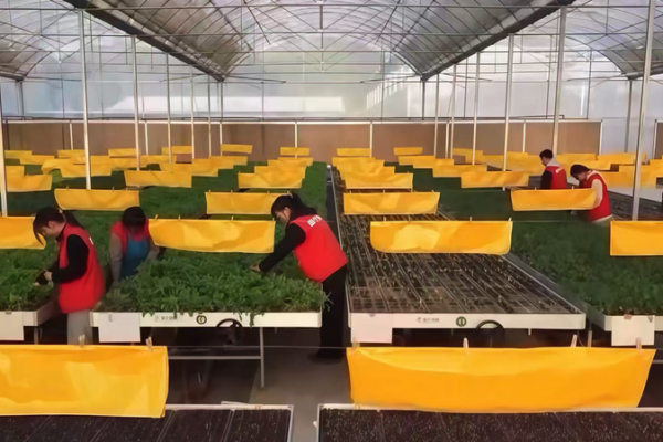 Gen_Z_Revolutionizes_Farming_in_Rural_China_With_Smart_Agriculture