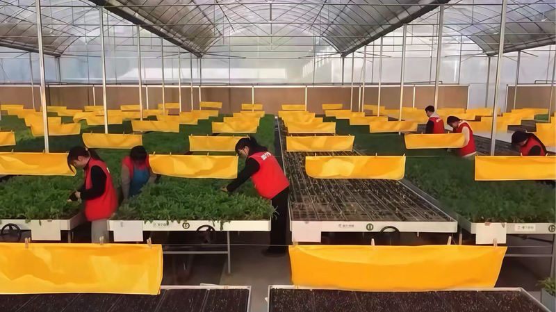 Gen_Z_Revolutionizes_Farming_in_Rural_China_With_Smart_Agriculture