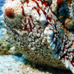 Giant_Anax_Sea_Cucumber_Thrives_in_Sansha_s_Marine_Ecosystem video poster
