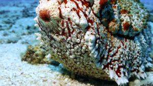 Giant_Anax_Sea_Cucumber_Thrives_in_Sansha_s_Marine_Ecosystem video poster