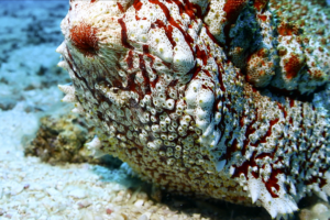 Giant_Anax_Sea_Cucumber_Thrives_in_Sansha_s_Marine_Ecosystem video poster
