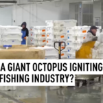 Giant_Octopus_Surge_Reshapes_UK_Fishing_Industry_in_2026 video poster