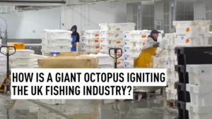 Giant_Octopus_Surge_Reshapes_UK_Fishing_Industry_in_2026 video poster