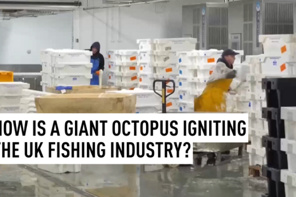 Giant_Octopus_Surge_Reshapes_UK_Fishing_Industry_in_2026 video poster