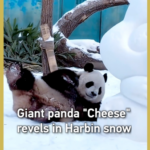 Giant_Panda__Cheese__Embraces_Harbin_s_Winter_Wonderland_poster - Khabar Asia Giant_Panda__Cheese__Embraces_Harbin_s_Winter_Wonderland video poster