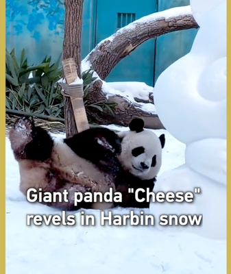 Giant_Panda__Cheese__Embraces_Harbin_s_Winter_Wonderland video poster