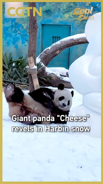 Giant_Panda__Cheese__Embraces_Harbin_s_Winter_Wonderland_poster - Khabar Asia Giant_Panda__Cheese__Embraces_Harbin_s_Winter_Wonderland video poster