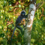 Golden_Langur_Birth_Signals_Conservation_Success_in_Yunnan video poster