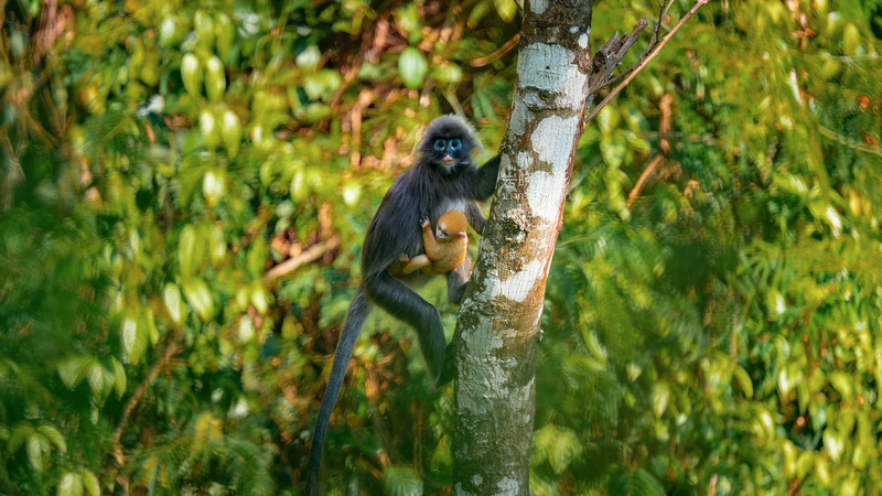 Golden_Langur_Birth_Signals_Conservation_Success_in_Yunnan video poster