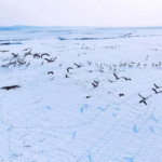 Grey_Cranes_Paint_Winter_Skies_Over_Yellow_River_Wetlands video poster