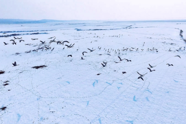 Grey_Cranes_Paint_Winter_Skies_Over_Yellow_River_Wetlands video poster