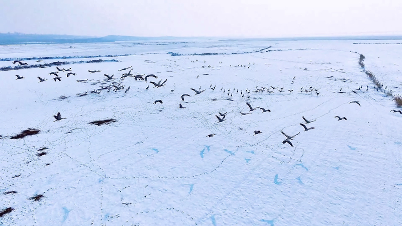 Grey_Cranes_Paint_Winter_Skies_Over_Yellow_River_Wetlands video poster