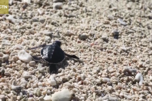 Hainan_s_Sansha_Welcomes_First_Sea_Turtle_Eggs_of_2026 video poster
