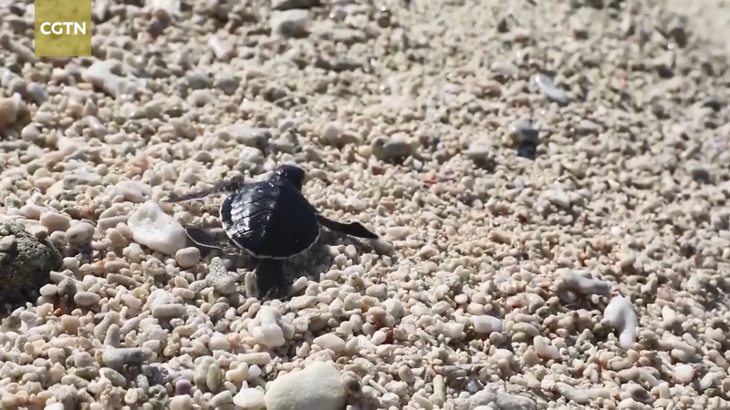 Hainan_s_Sansha_Welcomes_First_Sea_Turtle_Eggs_of_2026 video poster