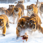 Heilongjiang_s_Siberian_Tiger_Park_Draws_Winter_Tourism_Surge_in_2026