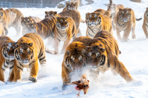 Heilongjiang_s_Siberian_Tiger_Park_Draws_Winter_Tourism_Surge_in_2026