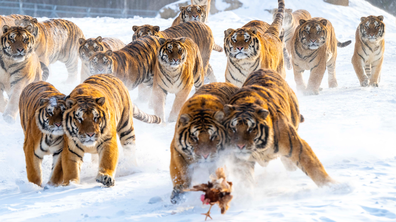 Heilongjiang_s_Siberian_Tiger_Park_Draws_Winter_Tourism_Surge_in_2026 - Khabar Asia Heilongjiang_s_Siberian_Tiger_Park_Draws_Winter_Tourism_Surge_in_2026