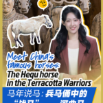 Hequ_Horses__The_Living_Legacy_Behind_China_s_Terracotta_Warriors video poster