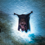 India_Reports_Nipah_Virus_Outbreak_as_Neighbors_Boost_Health_Screenings - Khabar Asia India_Reports_Nipah_Virus_Outbreak_as_Neighbors_Boost_Health_Screenings