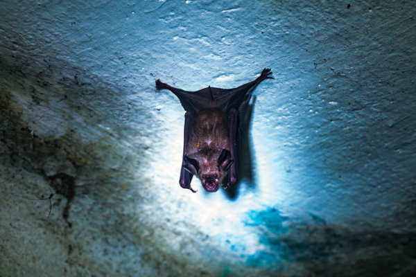 India_Reports_Nipah_Virus_Outbreak_as_Neighbors_Boost_Health_Screenings