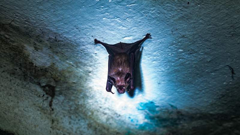 India_Reports_Nipah_Virus_Outbreak_as_Neighbors_Boost_Health_Screenings - Khabar Asia India_Reports_Nipah_Virus_Outbreak_as_Neighbors_Boost_Health_Screenings