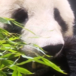 Japan_Bids_Farewell_to_Last_Giant_Pandas_as_Duo_Returns_to_China video poster