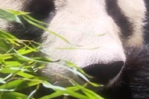 Japan_Bids_Farewell_to_Last_Giant_Pandas_as_Duo_Returns_to_China video poster