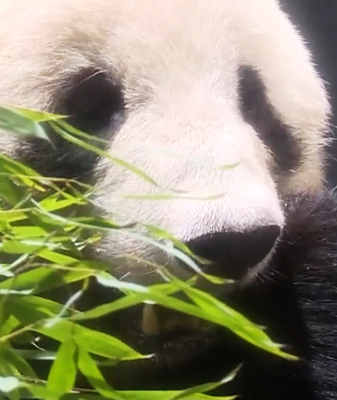 Japan_Bids_Farewell_to_Last_Giant_Pandas_as_Duo_Returns_to_China video poster