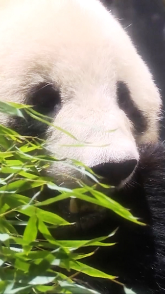 Japan_Bids_Farewell_to_Last_Giant_Pandas_as_Duo_Returns_to_China video poster