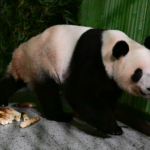 Japan_s_Last_Giant_Pandas_Return_to_China__Ending_50_Year_Era