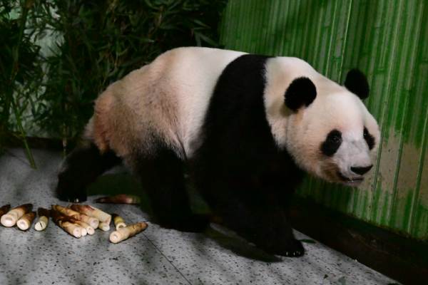 Japan_s_Last_Giant_Pandas_Return_to_China__Ending_50_Year_Era