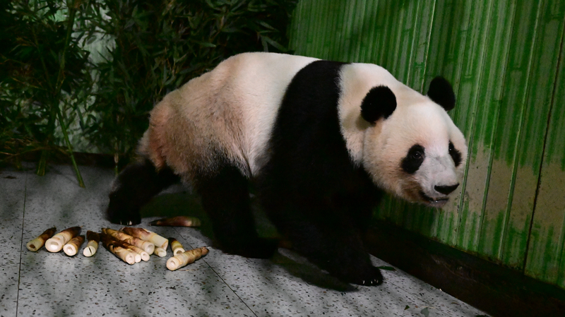 Japan_s_Last_Giant_Pandas_Return_to_China__Ending_50_Year_Era