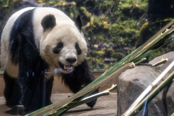 Japan_s_Last_Giant_Pandas_Return_to_Chinese_Mainland_in_2026
