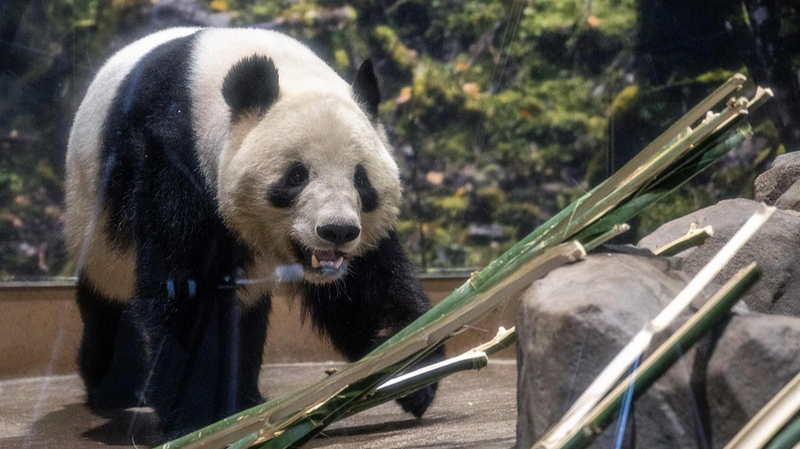 Japan_s_Last_Giant_Pandas_Return_to_Chinese_Mainland_in_2026